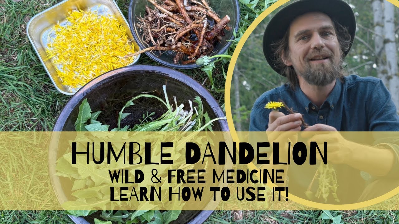 The Humble Dandelion Is a  Free Wild Medicine |Learn How to Use It!