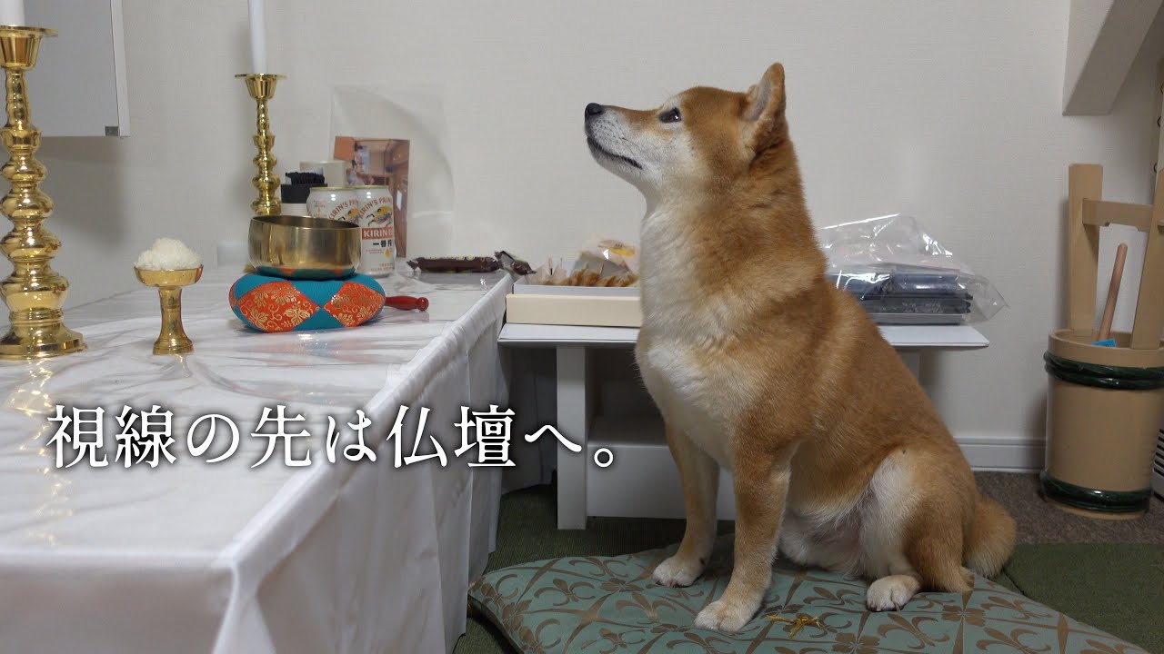 初盆の夜に不思議な体験‥柴犬のこの行動は偶然‥？