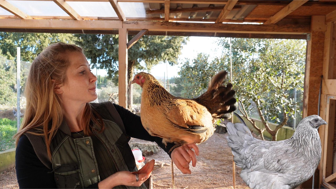 Seoski dan- druženje sa kokicama🐔| sadnja jabuka🍏| berba šenona 🌱