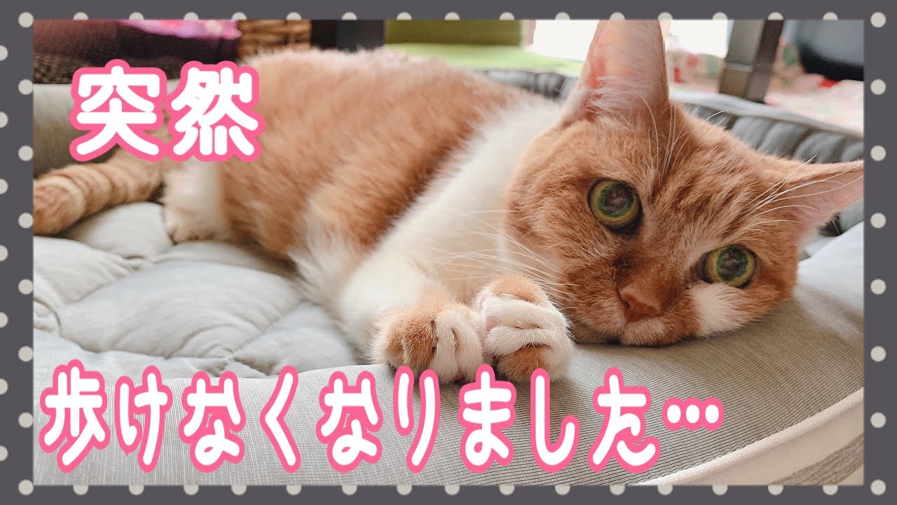 【突然歩けなくなった20歳の猫】その原因とは？