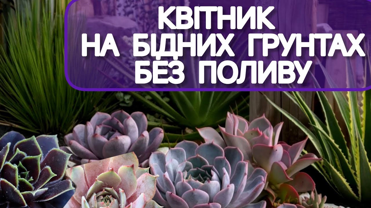 Сукуленти в ландшафтному дизайні: Ідеї для саду, що не потребує догляду