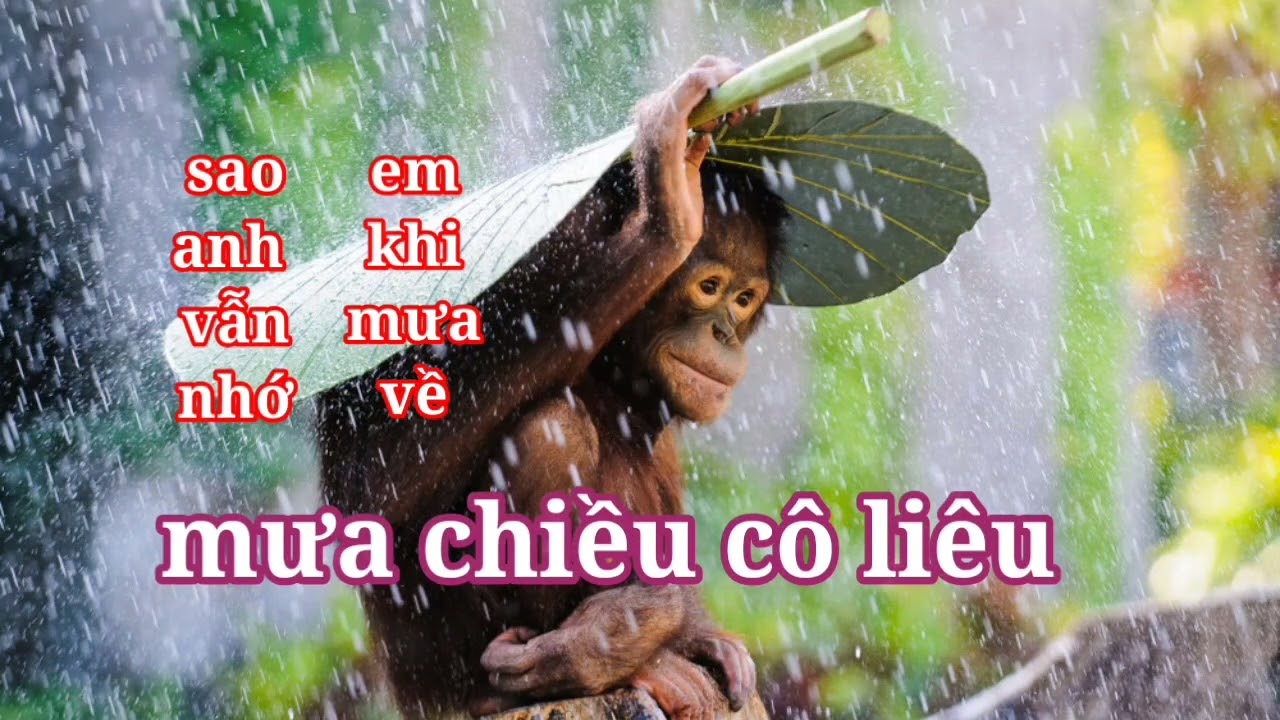 mưa chiều cô liêu. sao anh vẫn nhớ em khi về, mưa rơi nhớ lắm em yêu ngày nào
