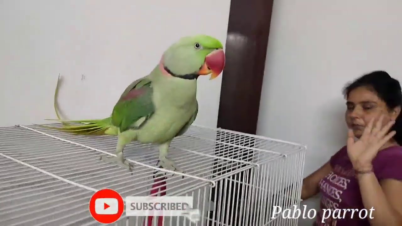 Pablo Parrot playing with his Mummy Papa- Very Cute Video