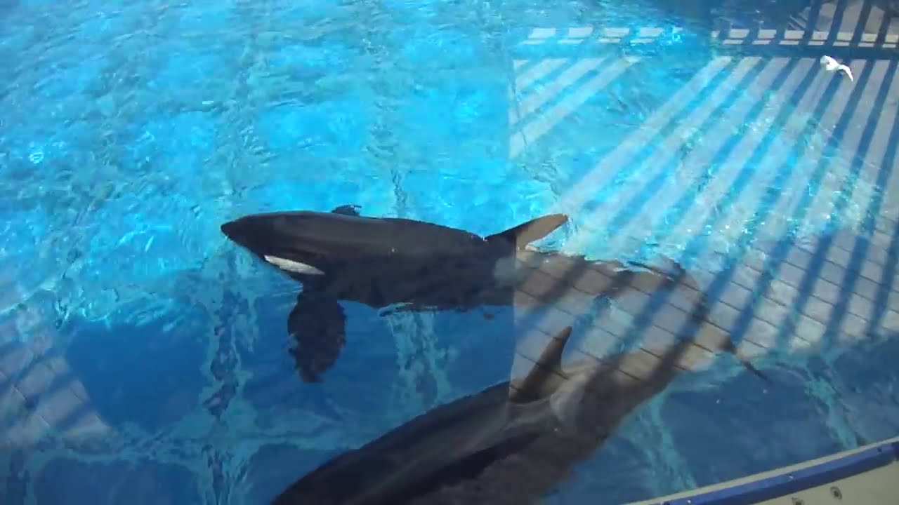Makani vocalizing for Kasatka - May 17, 2014 - SeaWorld San Diego