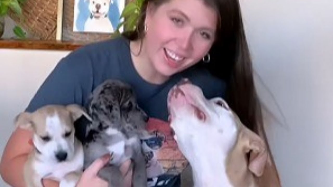 How a 65 Pound Pit Bull Melts Hearts With His Gentle Love For Puppies