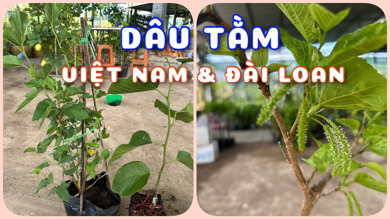 Cây Dâu tằm Đài Loan & Dâu tằm Đài Loan | 0386569374 - Ngọc Ngân Bến Tre | Chuyên cây độc lạ