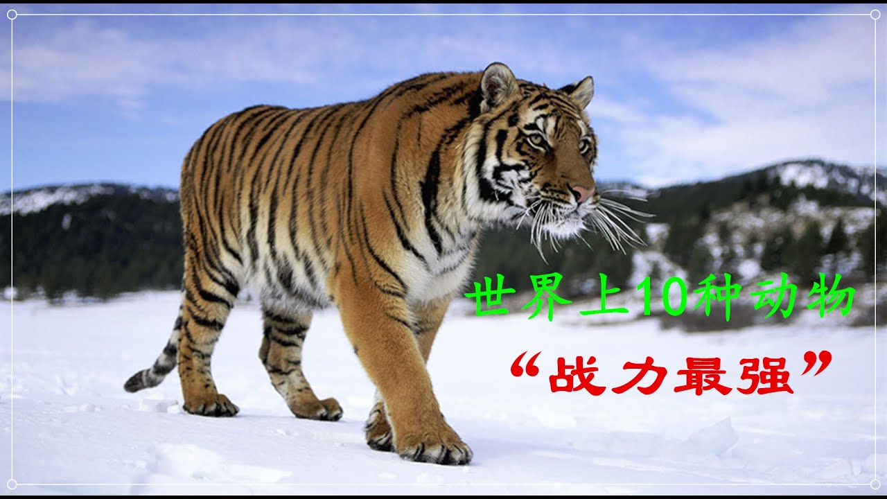 地表战力最强的10大猛兽，力量与勇气的象征，食物链顶端的强者