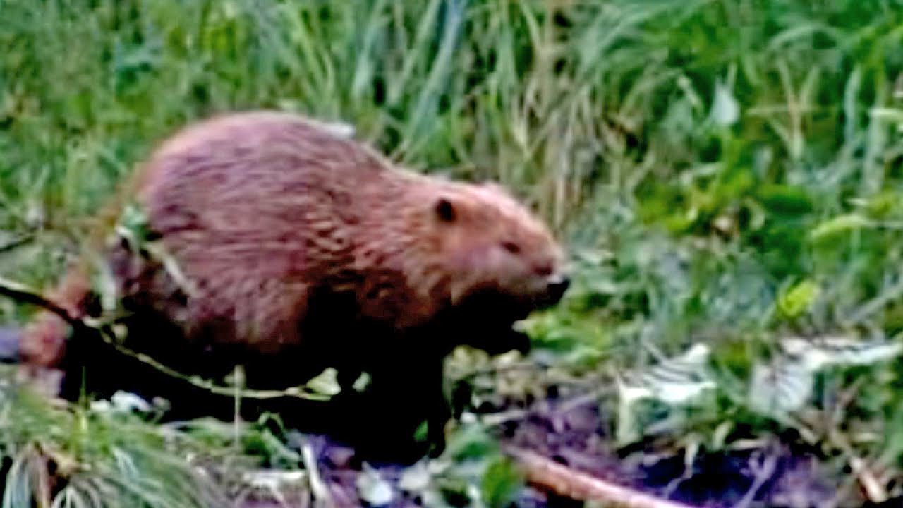 Reintrodukcija dabra u BiH (Ekovizija, 2008.)