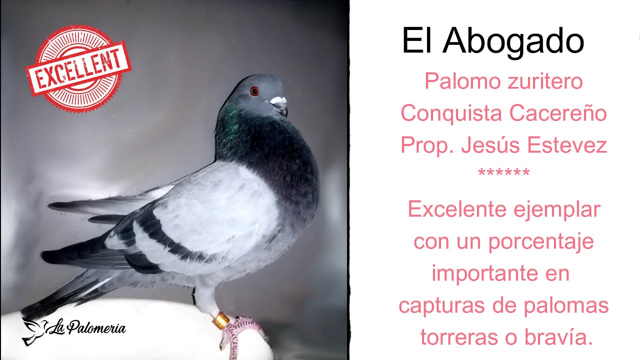 Conquista Cacereño El Abogado Ep01 Secuencia de Captura