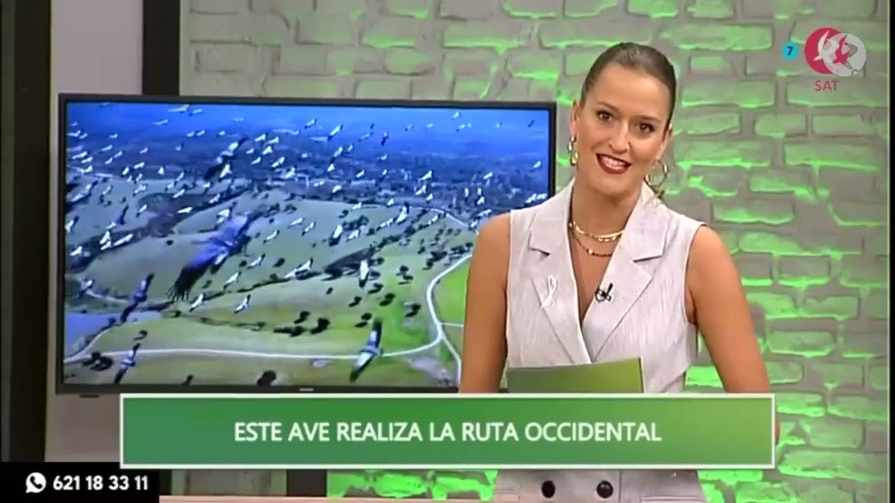 Llegan las primeras grullas a Extremadura | Dos de tarde