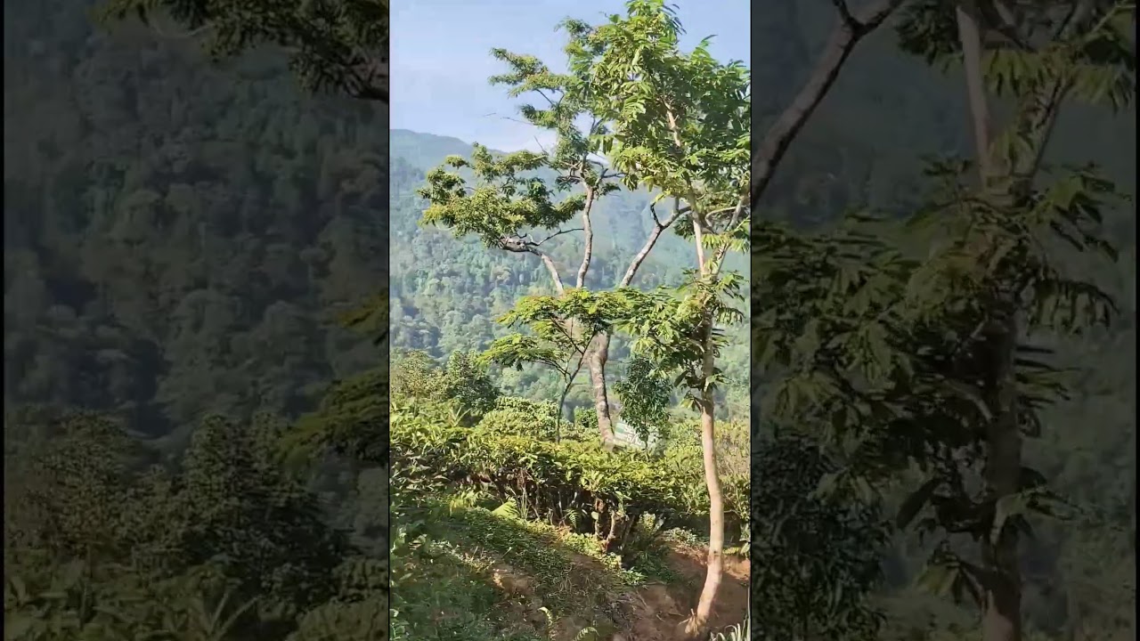 darjeeling queen of hill 
