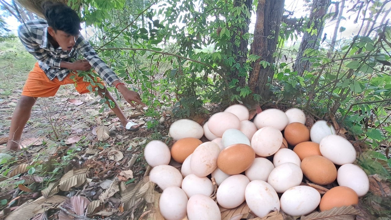 BEST UNIQUE FINDING!  pick a lot of eggs and snails on the tree stump pick a lot Best by hand