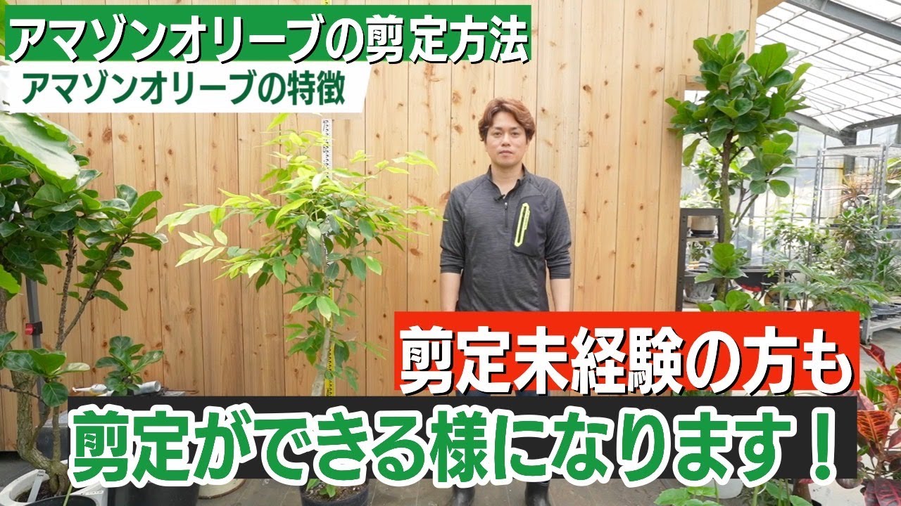 初心者の方でもできるアマゾンオリーブの剪定方法