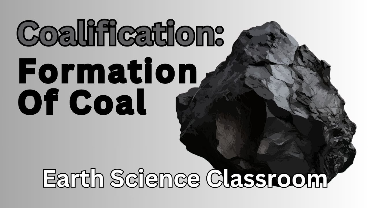 How Does Coal Form? What Is Coalification?