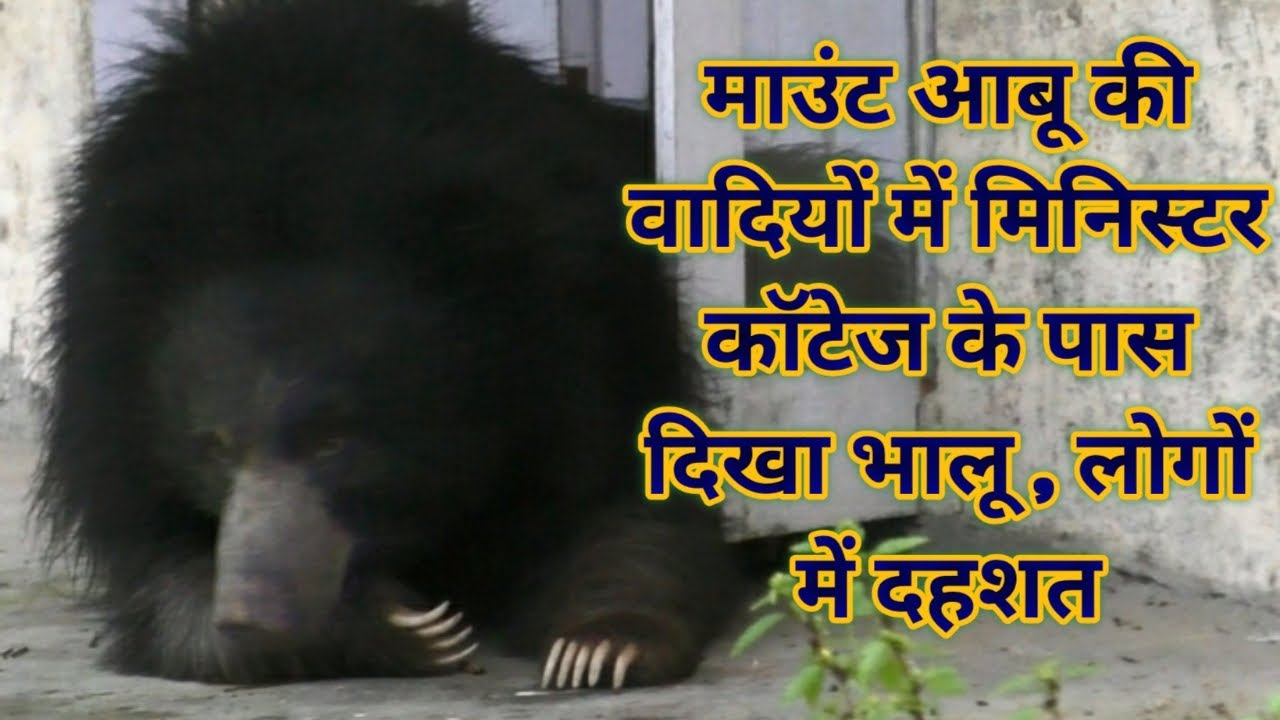 माउंट आबू की वादियों में मिनिस्टर कॉटेज के पास दिखा भालू , लोगों में दहशत