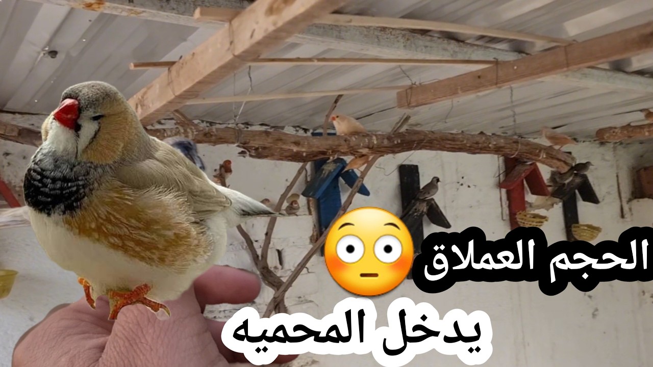 حجم المكس يدخل المحميه 😍