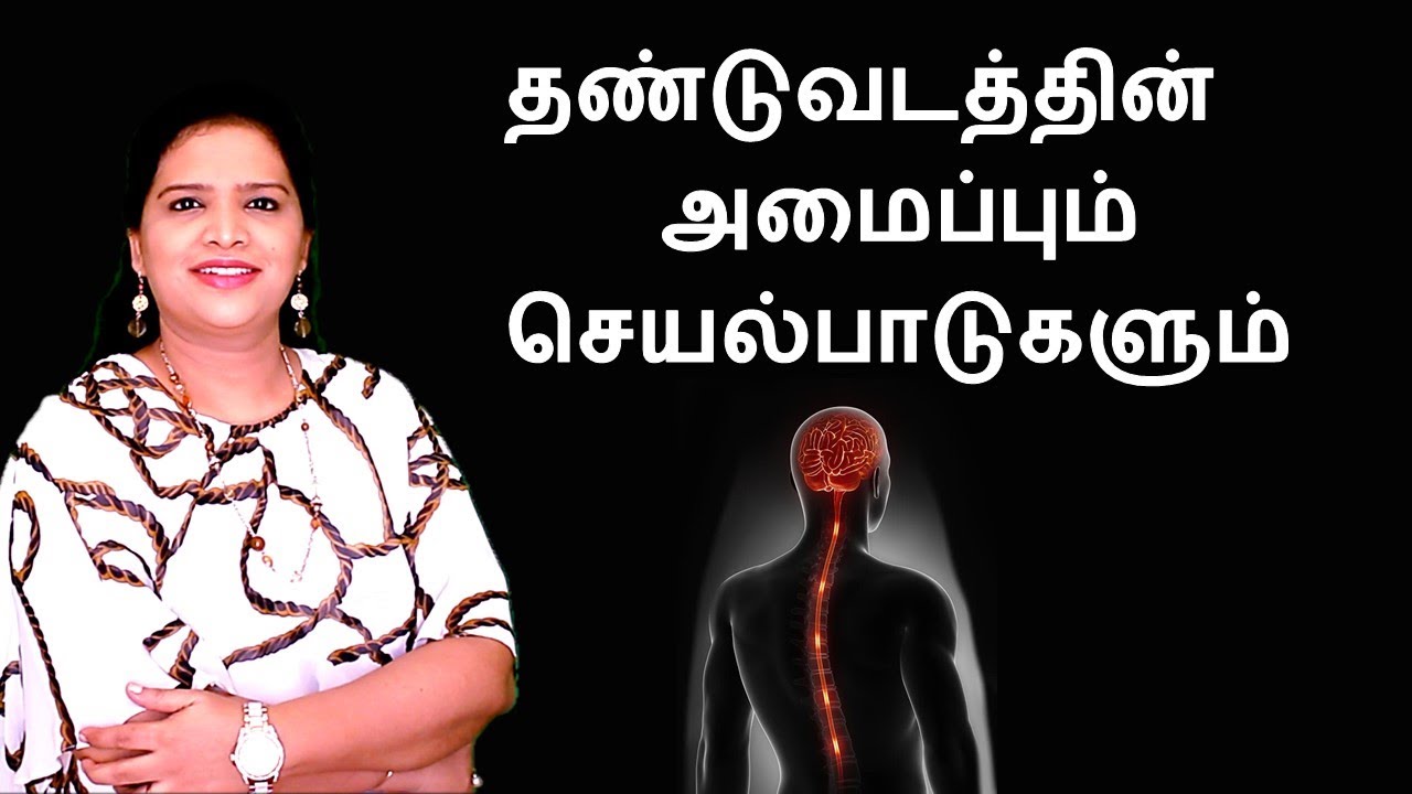 Spinal Cord - Structure and Functions