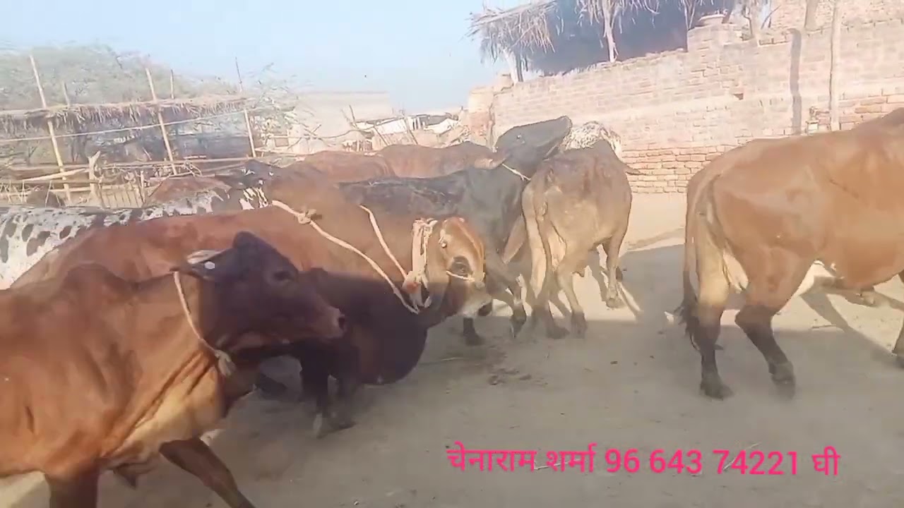 टॉप क्लास साहीवाल राठी गाय चेनाराम शर्मा 96 643 74221 घी भी देशी गाय मीलताह है