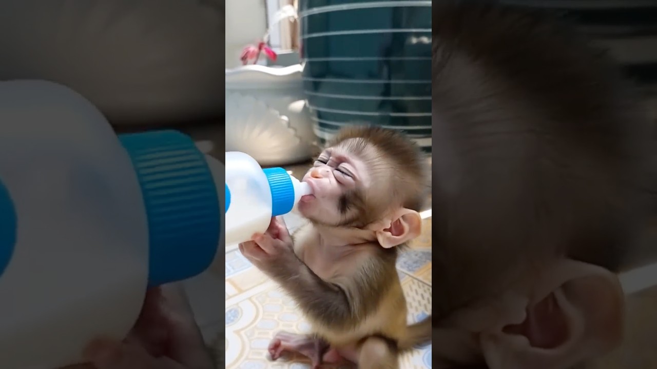 Owner Teases Baby Monkey During Bottle Time&hellip; and It Instantly Starts Crying!