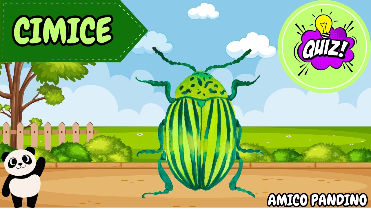 Animali per bambini video - LA CIMICE - Impara gli animali con Pandino - quiz animali - INSETTI
