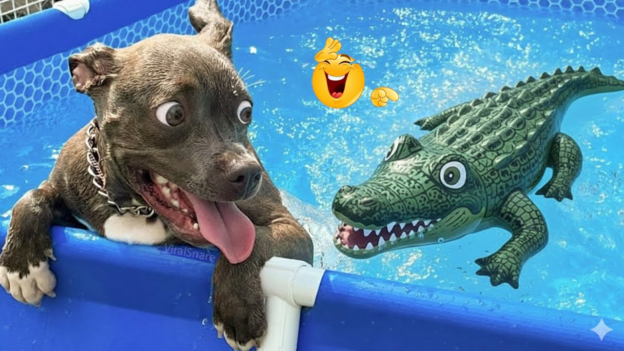Super Funny Dog Video Clips  😹🐶 The Funniest Cat & Dog Moments Compilation 😁