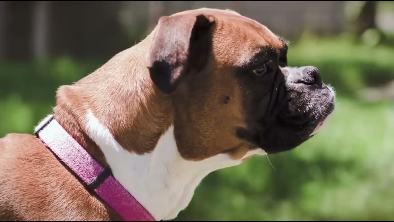 The Sound of Silence of K 9 Action