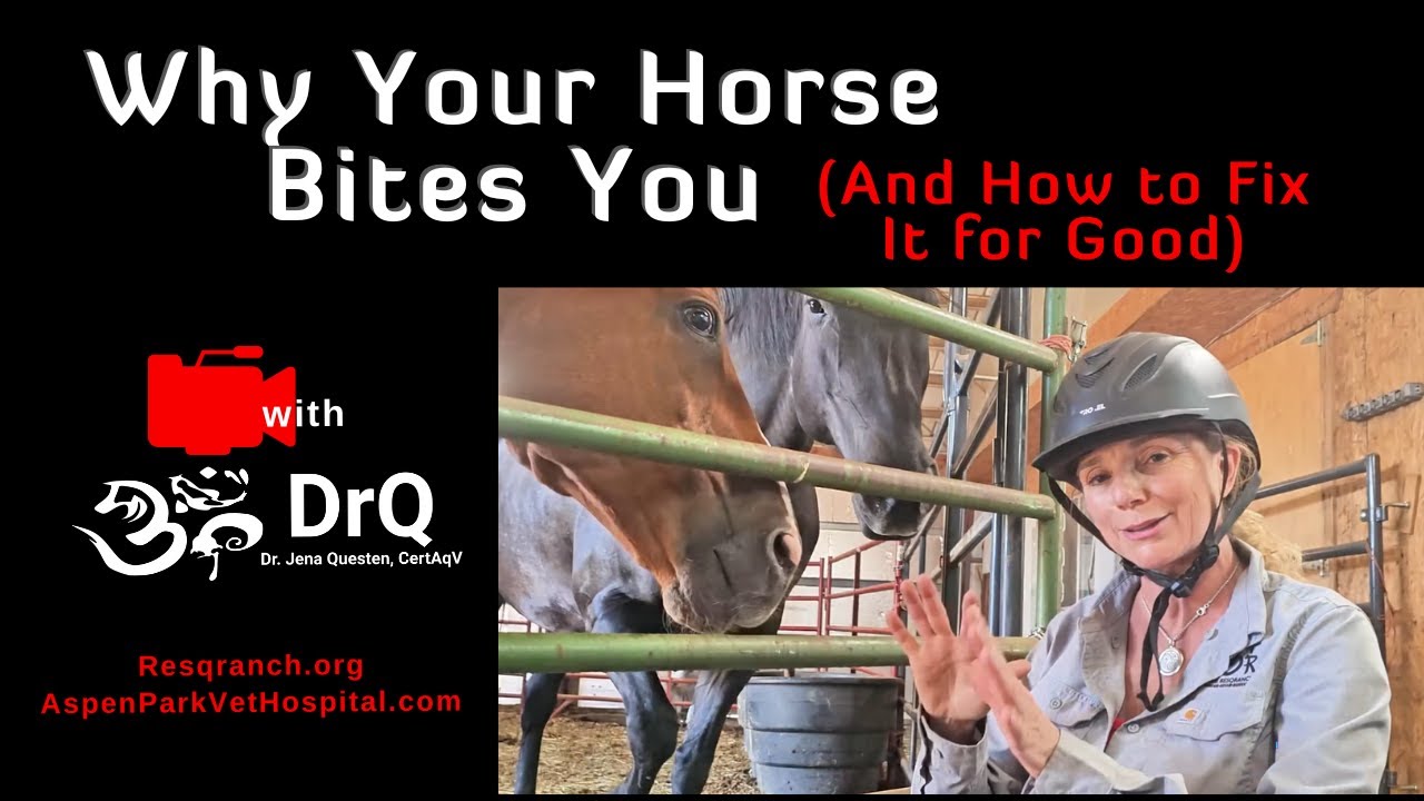 Why Your Horse Bites You (And How to Fix It for Good)
