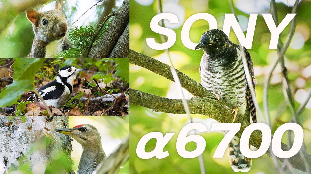 SONYα6700の１日レビュー！野鳥撮影とアクティブモードの性能チェック