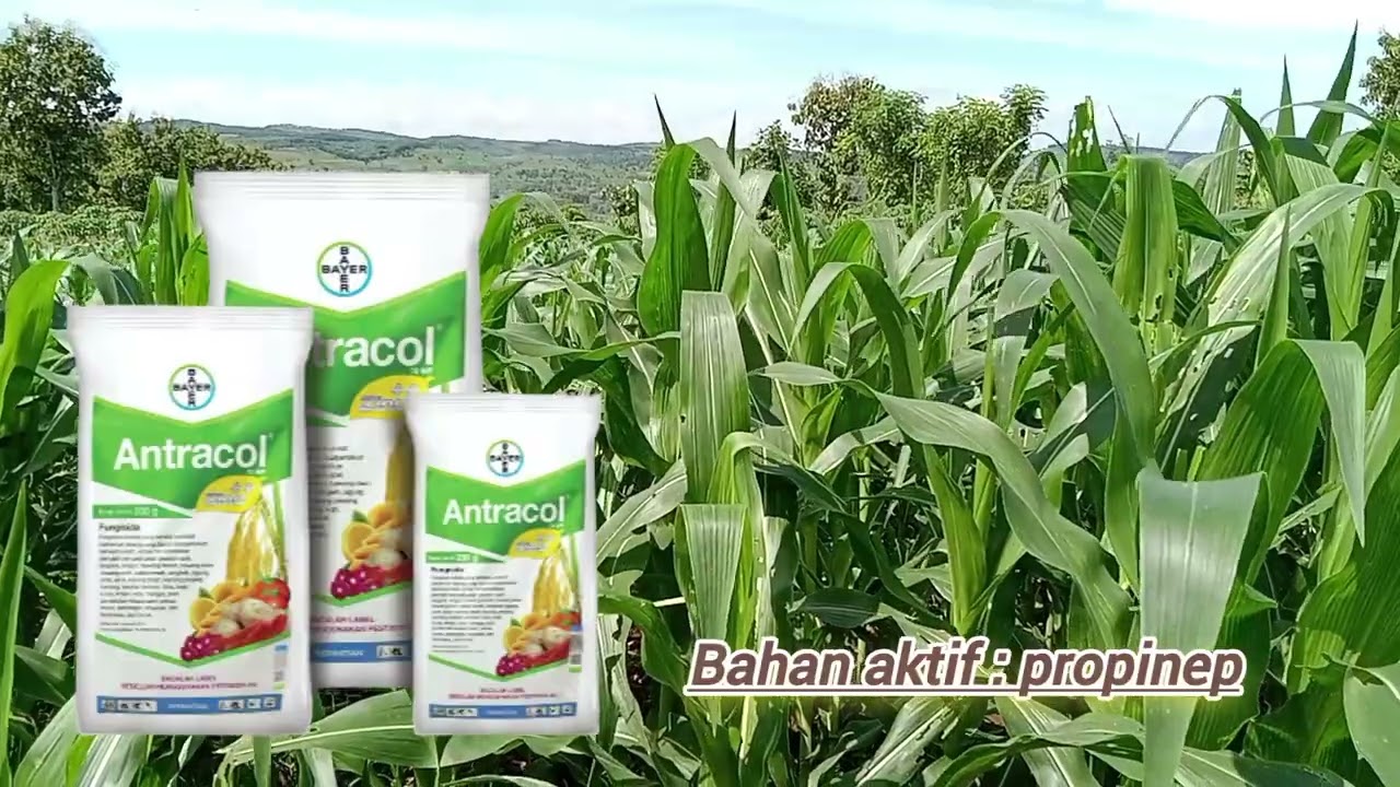 KEGUNAAN FUNGISIDA ANTRACOL UNTUK JAGUNG #fungisida #antracol #petanijagung #petanimuda