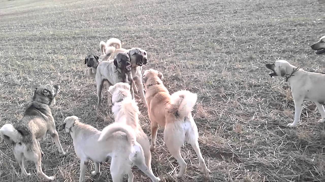 Kangal ordusu