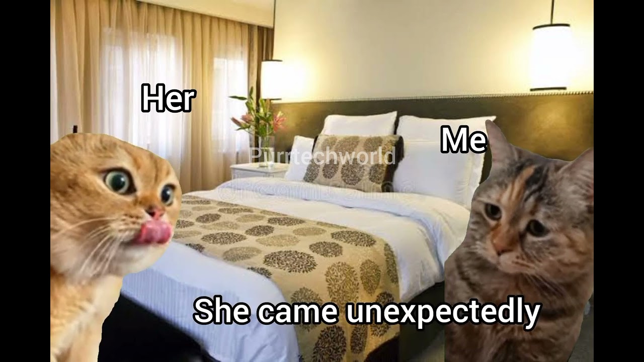 #funny #memes #3 😂🤣 (cat memes) #trending #shorts #shortsfeed #cat #relationship #viral #shortsviral