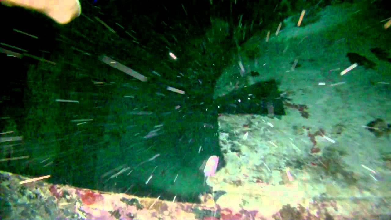 Night Dive