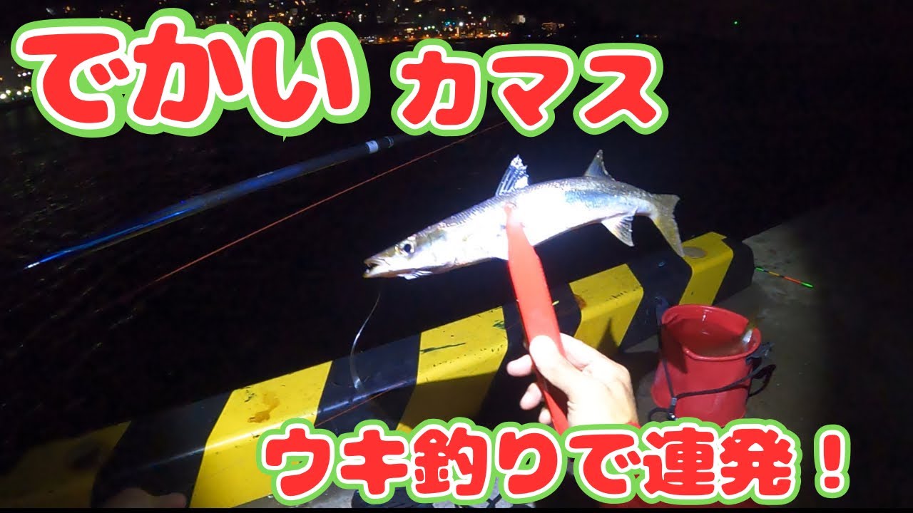 棒ウキ仕掛けのチョイ投げで、良型のカマスが連発した！