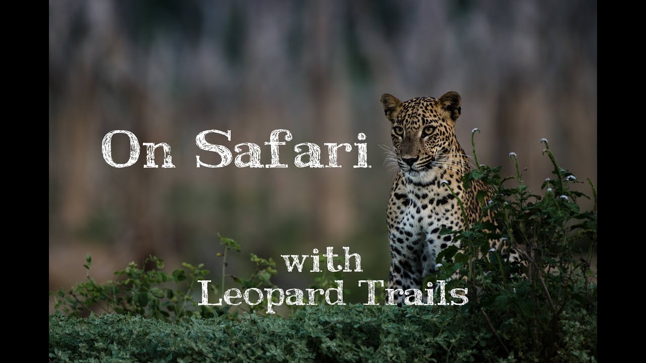 On Safari with Leopard Trails - SRI LANKA
