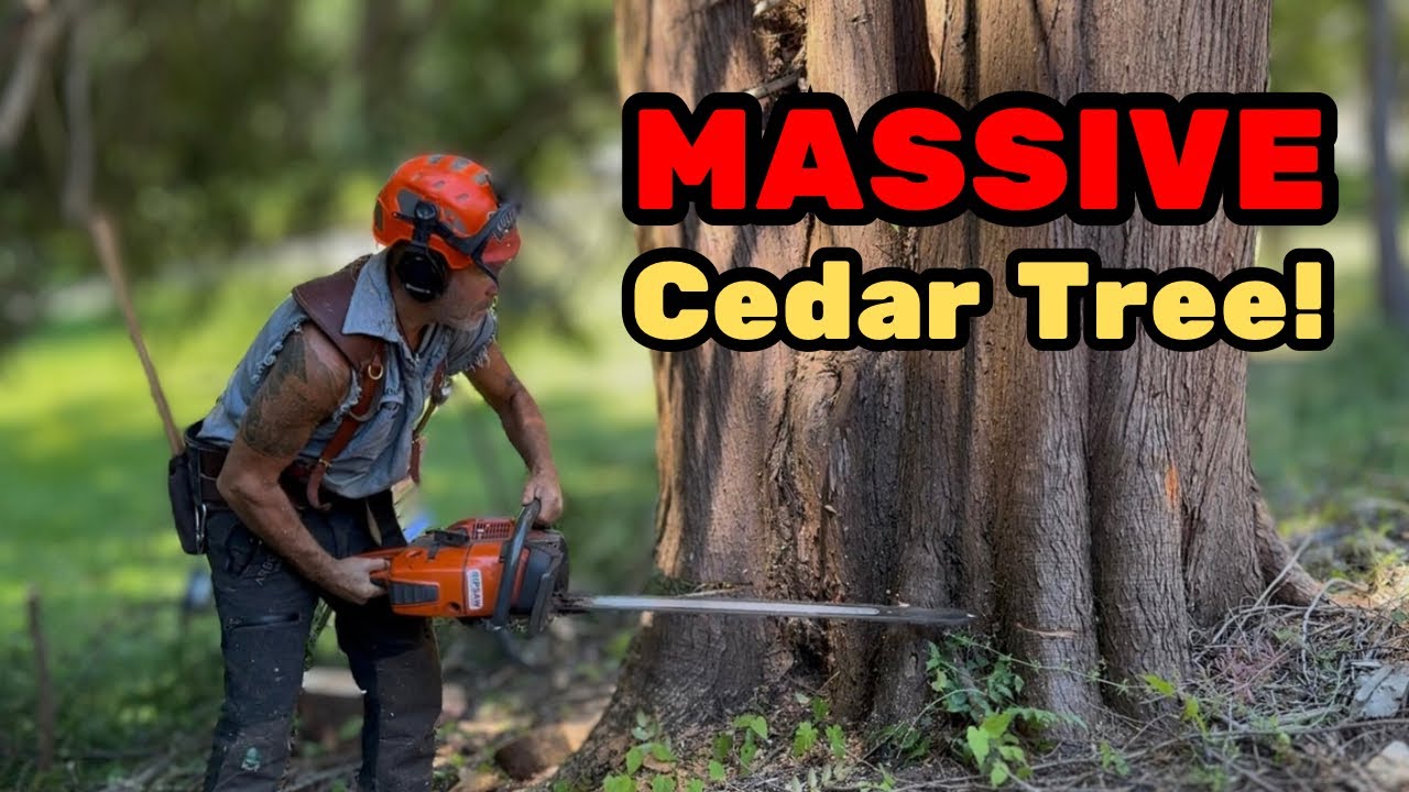 BIG TREE , pinches my chainsaw in the undercut