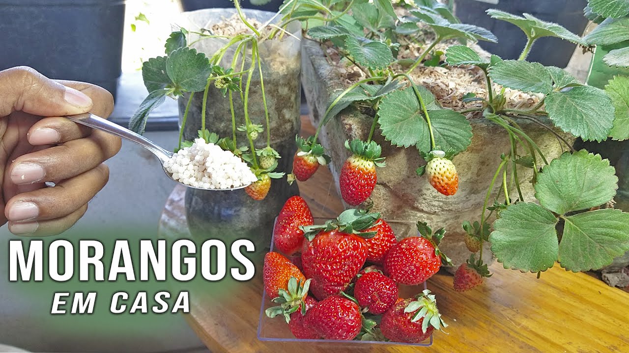 Tenha MORANGOS em casa SUPER ADUBOS