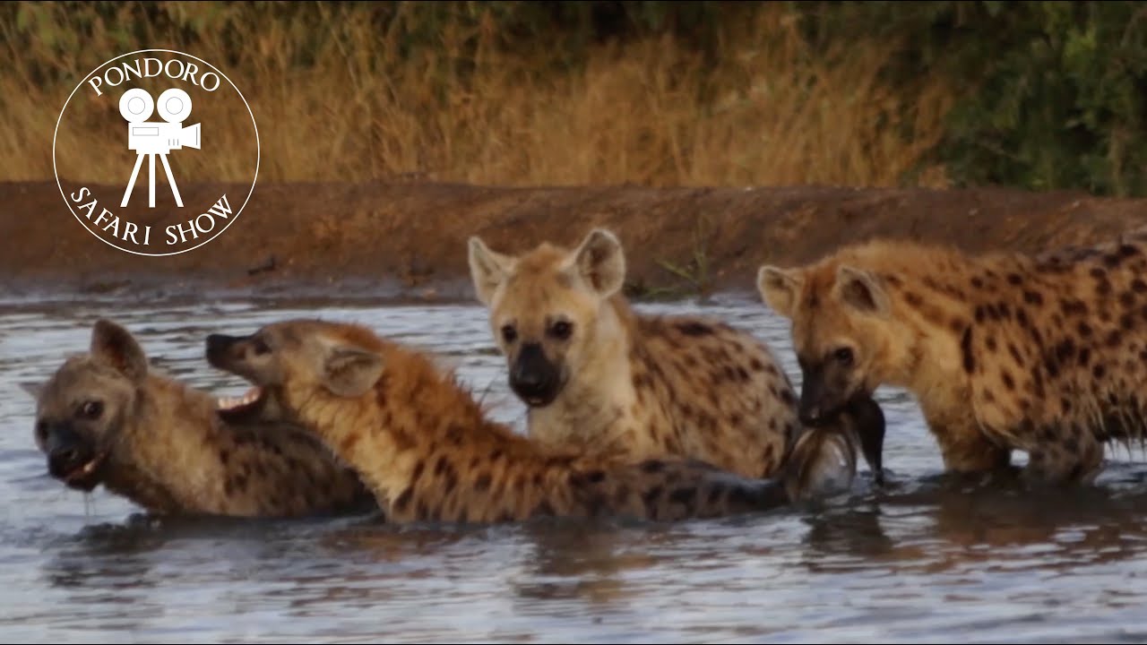Hyenas playing and swimming