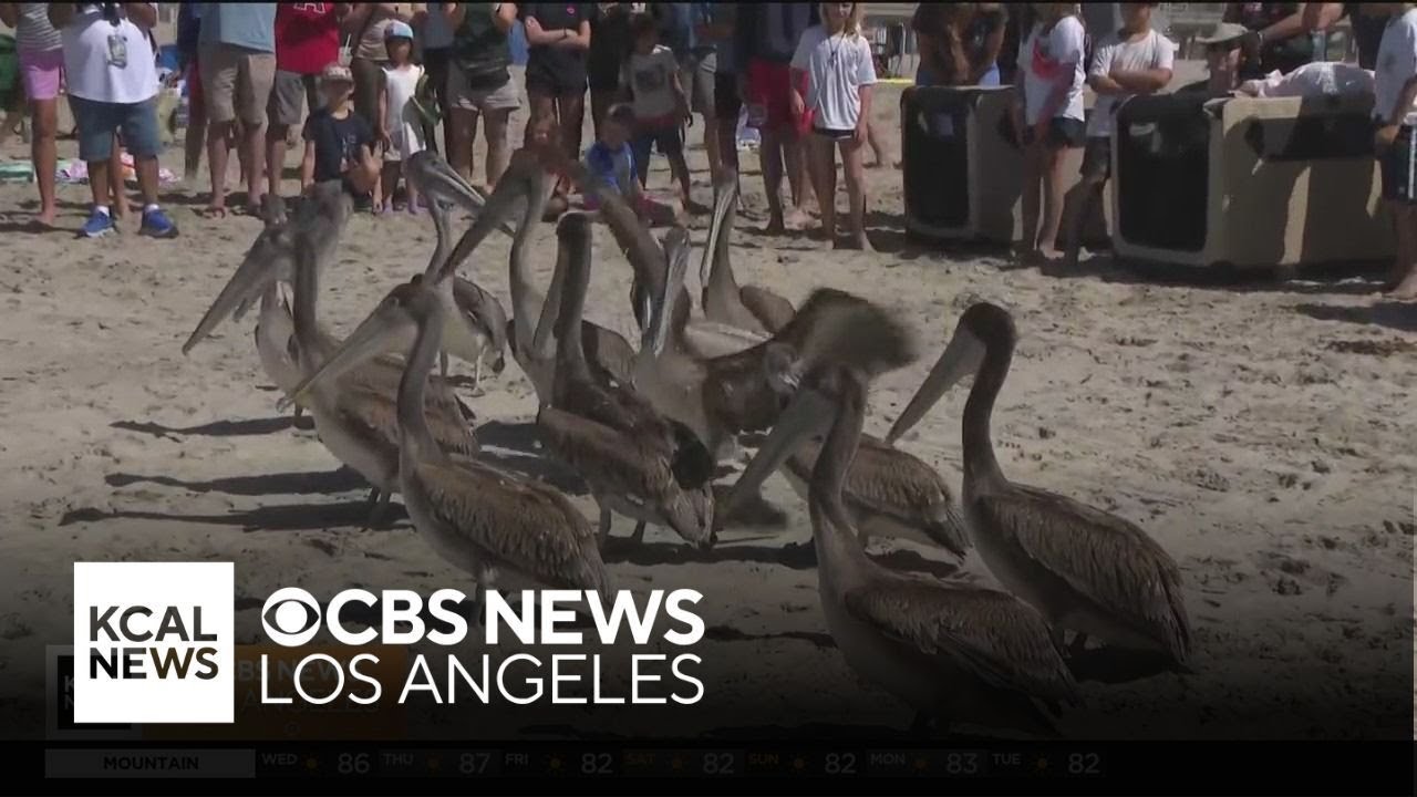 Rehabilitated brown pelicans released in Huntington Beach