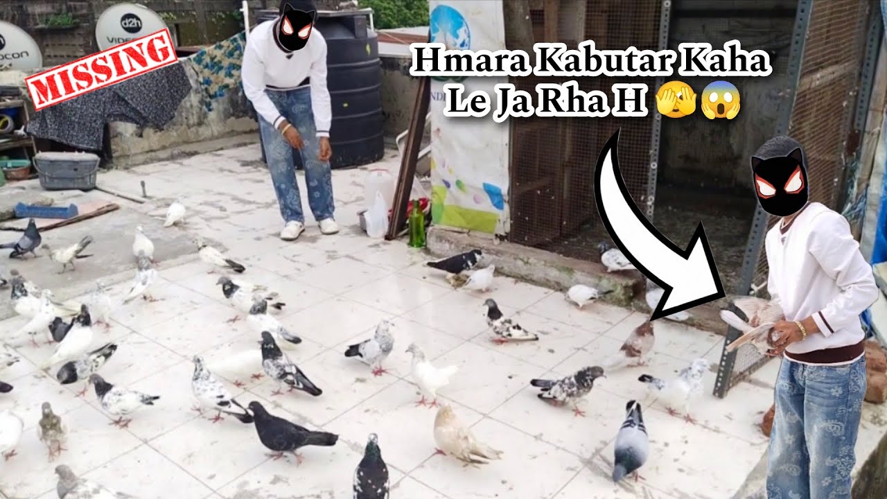 Hamare Sare Kabutar Chhori Ho Gae?😱🫣 || Kha Chale Gae Sare Kabutar😖
