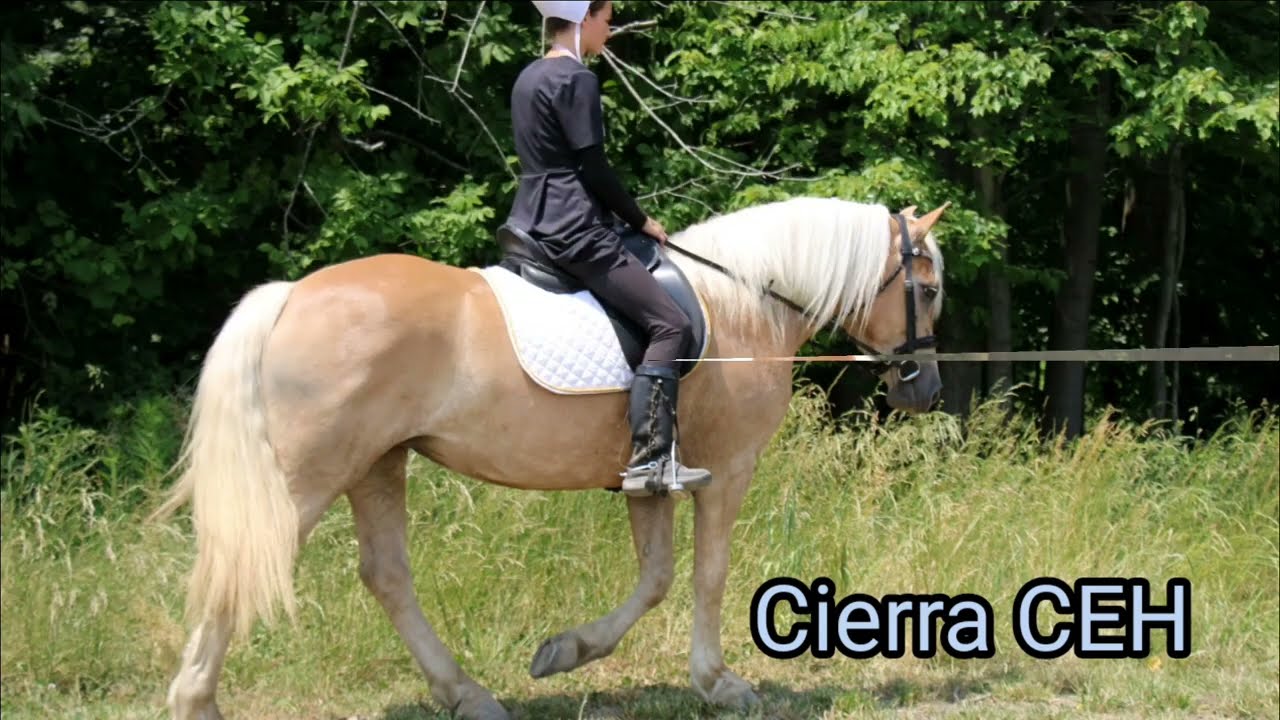 Haflinger Horse available