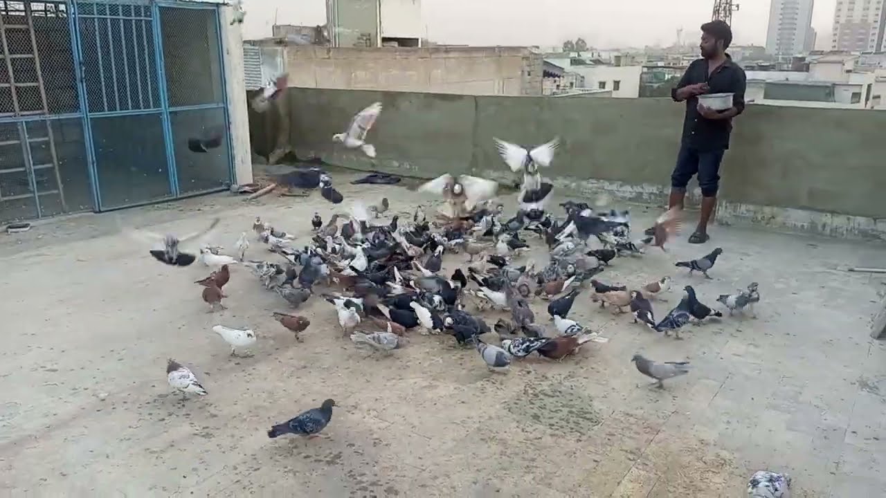 #kabutar #pigeon 
