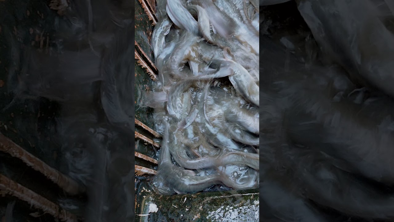 kondisi ikan lele 72 hari dari ukuran 46 budikdambox (budidaya ikan dalam box kulkas bekas)