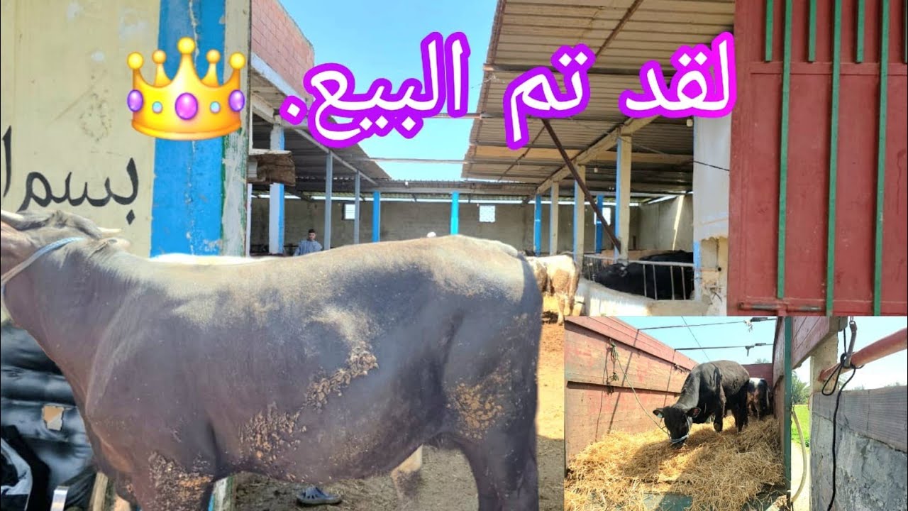 لقد تم البيع. 👑  ربي يسهل على مولاهم ويدخلهم شي دار كبيرة ان شاء الله. 0661282165