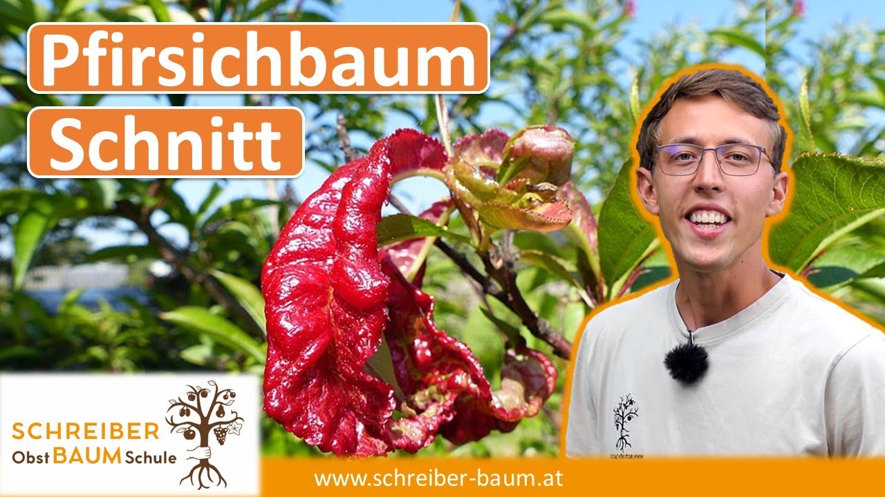 Pfirsichbaum nach Kräuselkrankheit schneiden - so hältst du deine Bäume gesund!