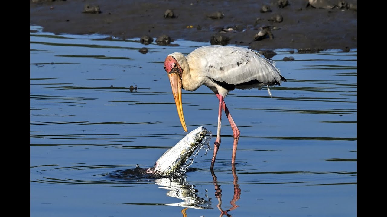 Painted Stork