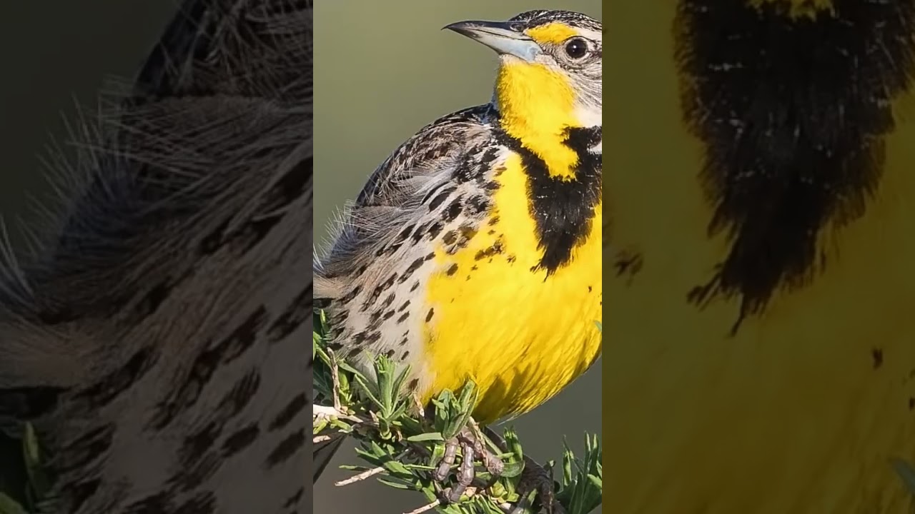 The World's Most Beautiful Bird Songs - Part Two