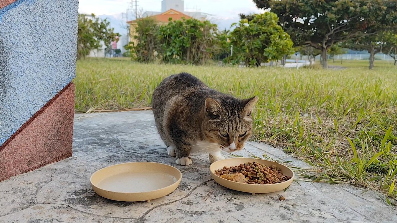 2025.12.12 猫巡り ビーチ猫のビビちゃんに美味しいカリカリと大好きなウェットフードを
