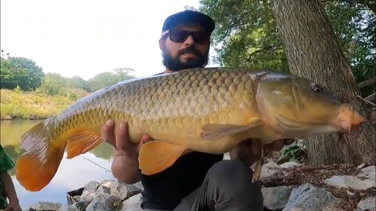 How to catch Big Carp using Bread  || Chicago River Chicago Illinois Fishing Tips