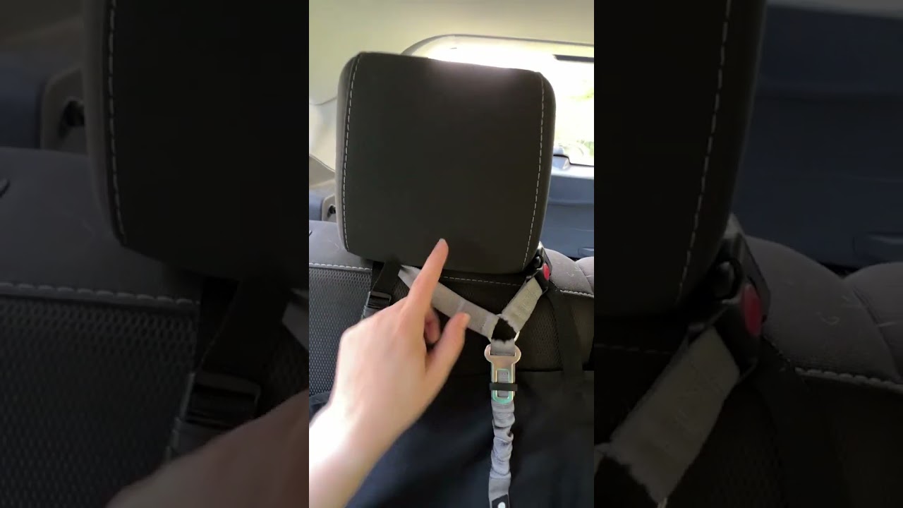 Dog Amazon Must-Haves (Dog Seat Belt That Attaches To Head Rest)