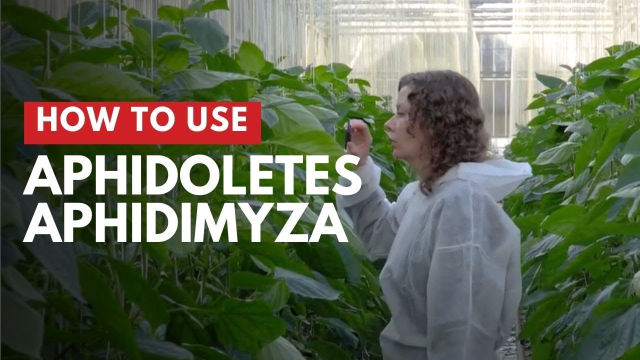 Gallm&uuml;cke Aphidoletes aphidimyza | Anwendung